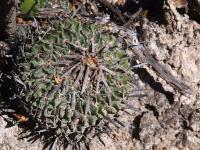 Echinofossulocactus_pentacanthus_GM_1670.3.jpg